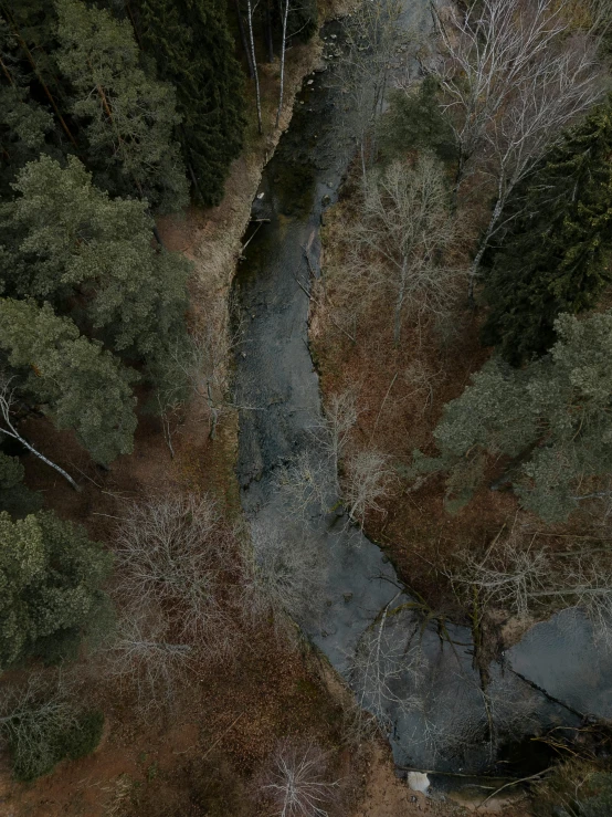 a bird - eye view of the forest, and path