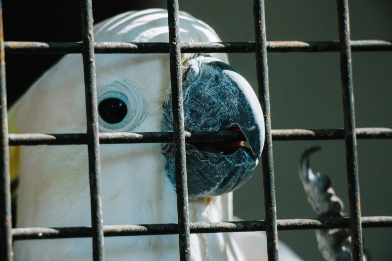 a white bird with a grey face looking out from its cage