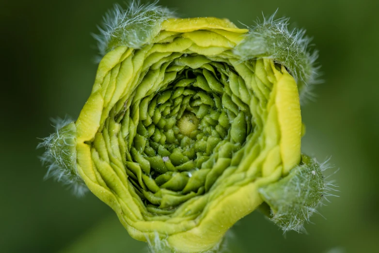 a close up of a yellow and green flower