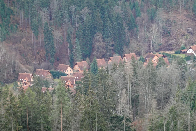 houses sit in the middle of a forested area