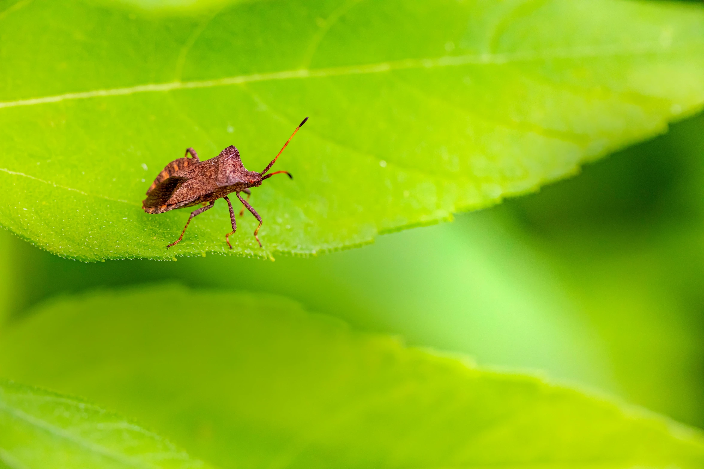 a bug sitting on top of a green leaf