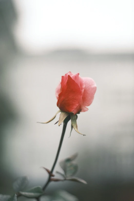 a lone rose that has been budded off with only one leaf