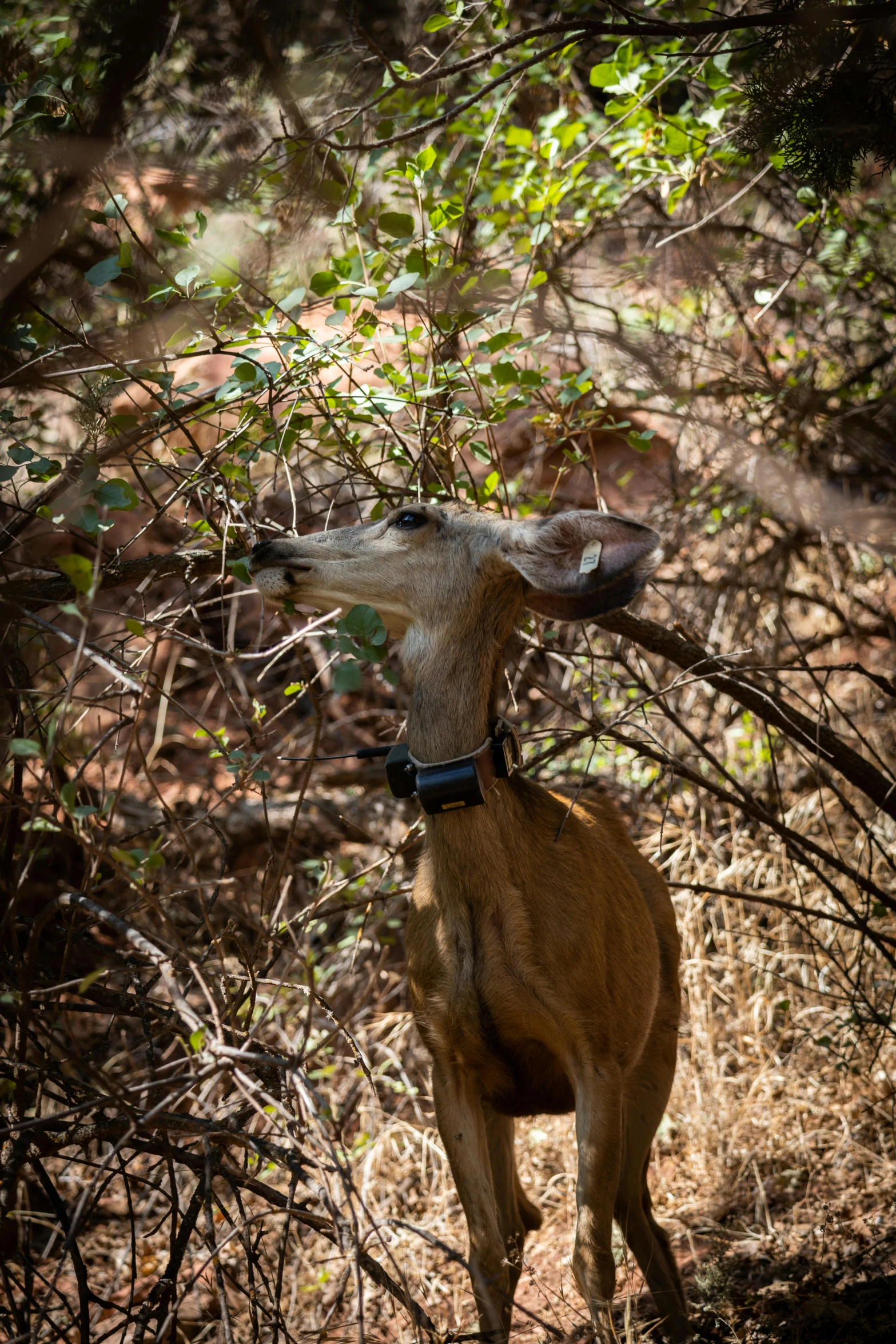 a small, young goat is standing in the woods