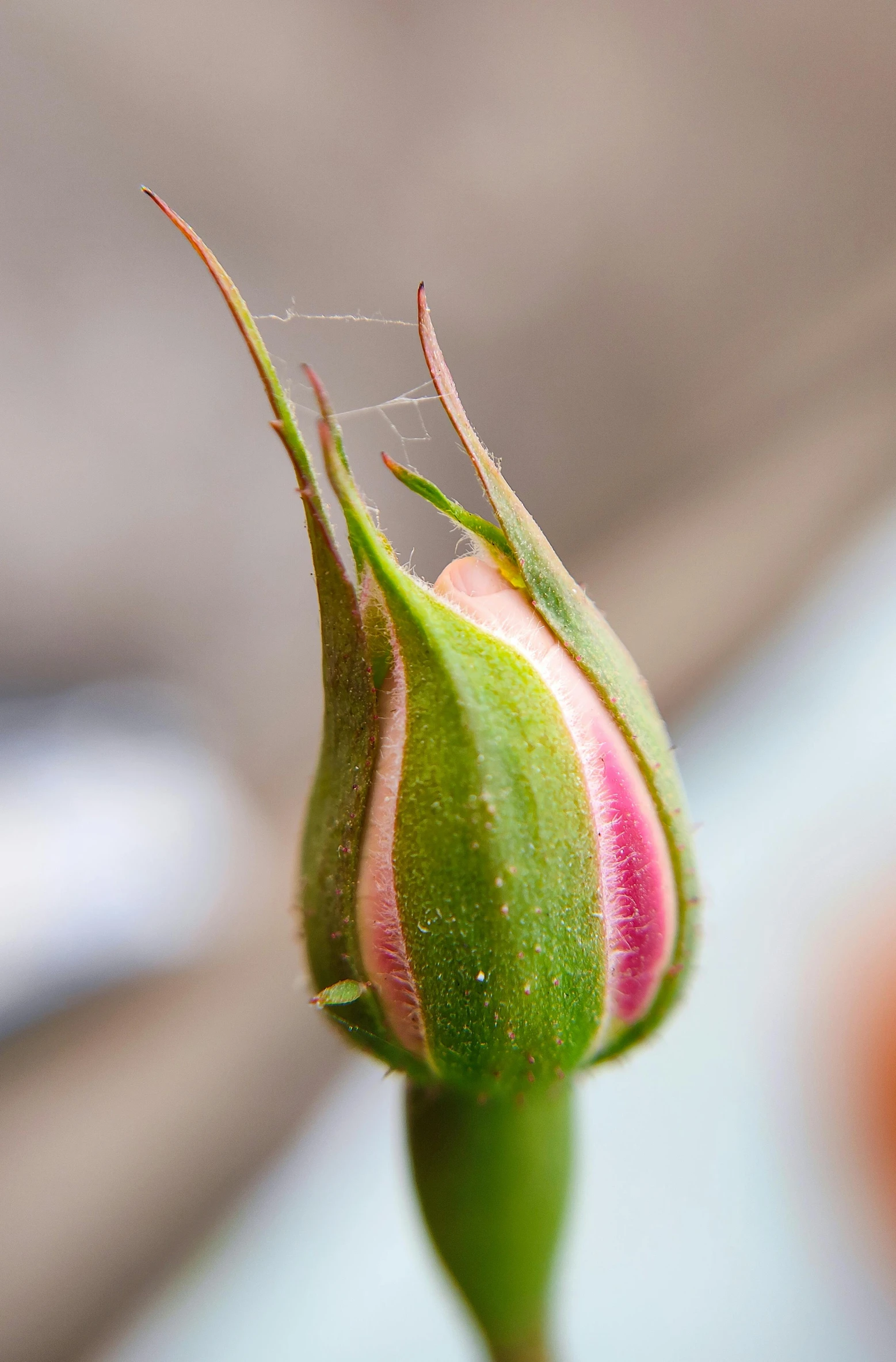 an open flower bud with some water droplets