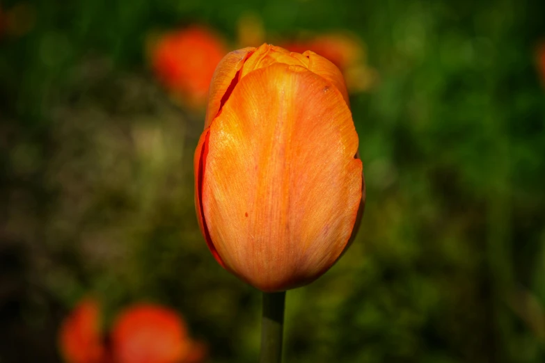 an orange tulip with green grass in the background