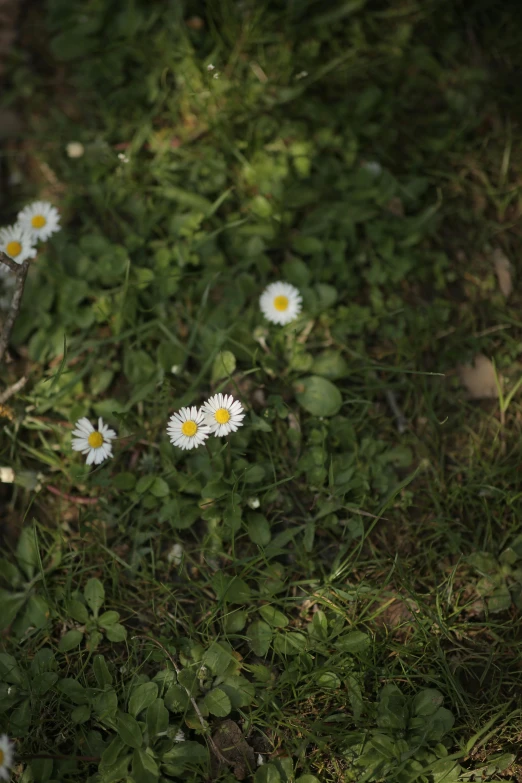 daisies in the ground with green grass and dirt