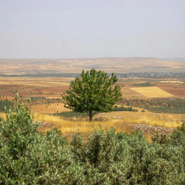 a single tree on a dry field with mountains in the background