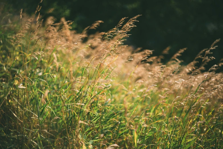 tall grass is glowing in the sunlight and is close to a forest