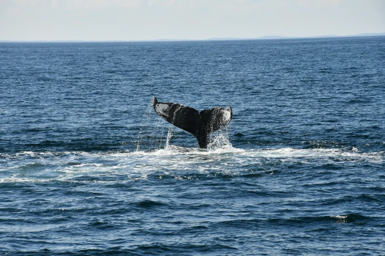 a whale's tail flups high into the ocean