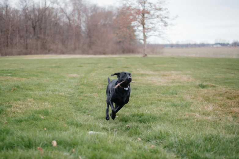 a black dog running across a grass covered field