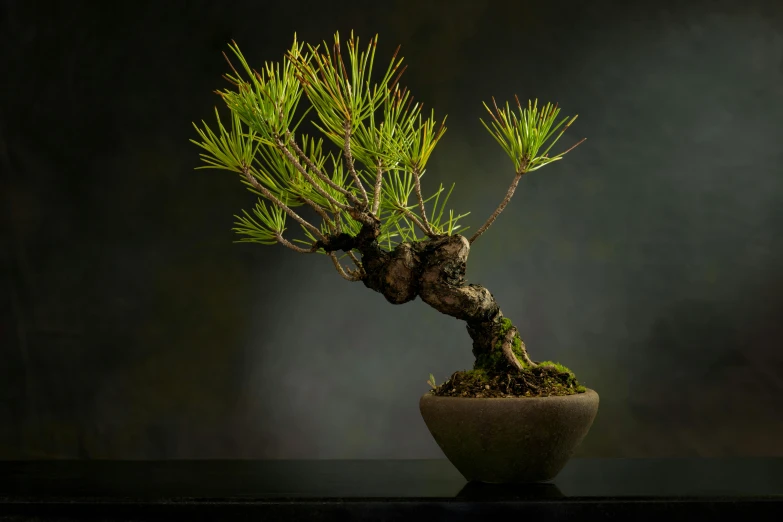 a pine is sitting in the center of the vase