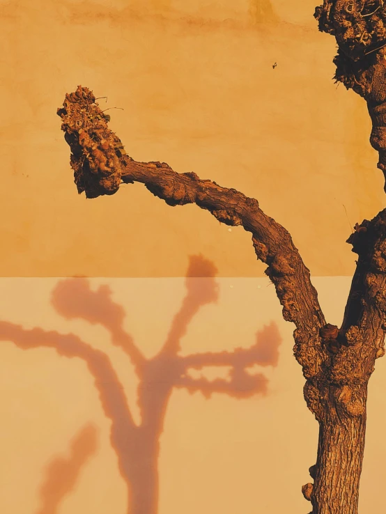 a close - up picture of a lone tree, without leaves