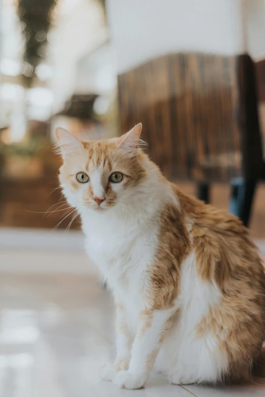 a cat sitting in front of a wooden bench