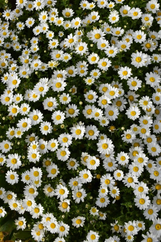 a lot of daisies are growing together outside