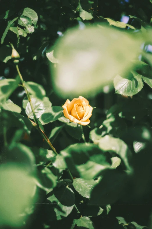 a close up of a yellow rose that's surrounded by leaves