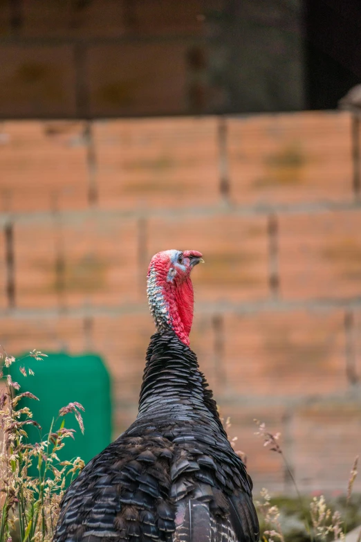 the large turkey is looking into the distance