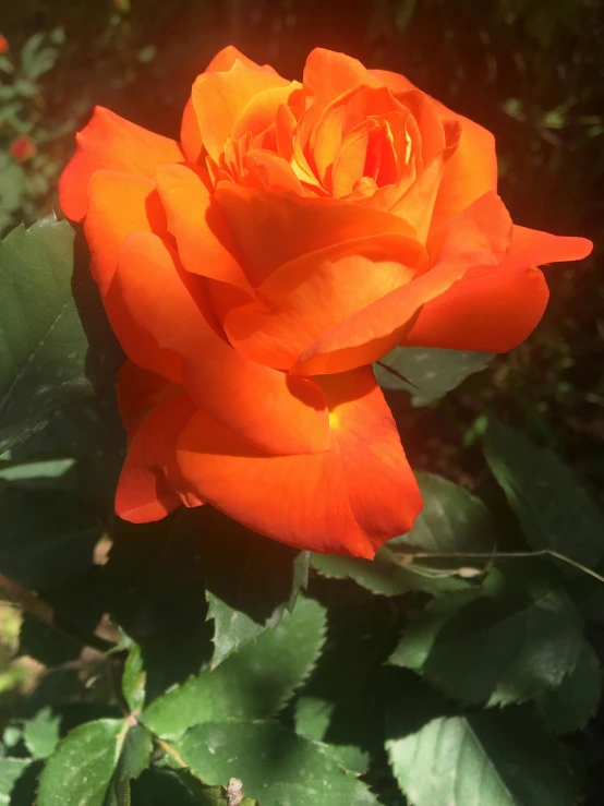 the orange rose is blooming very close to the camera