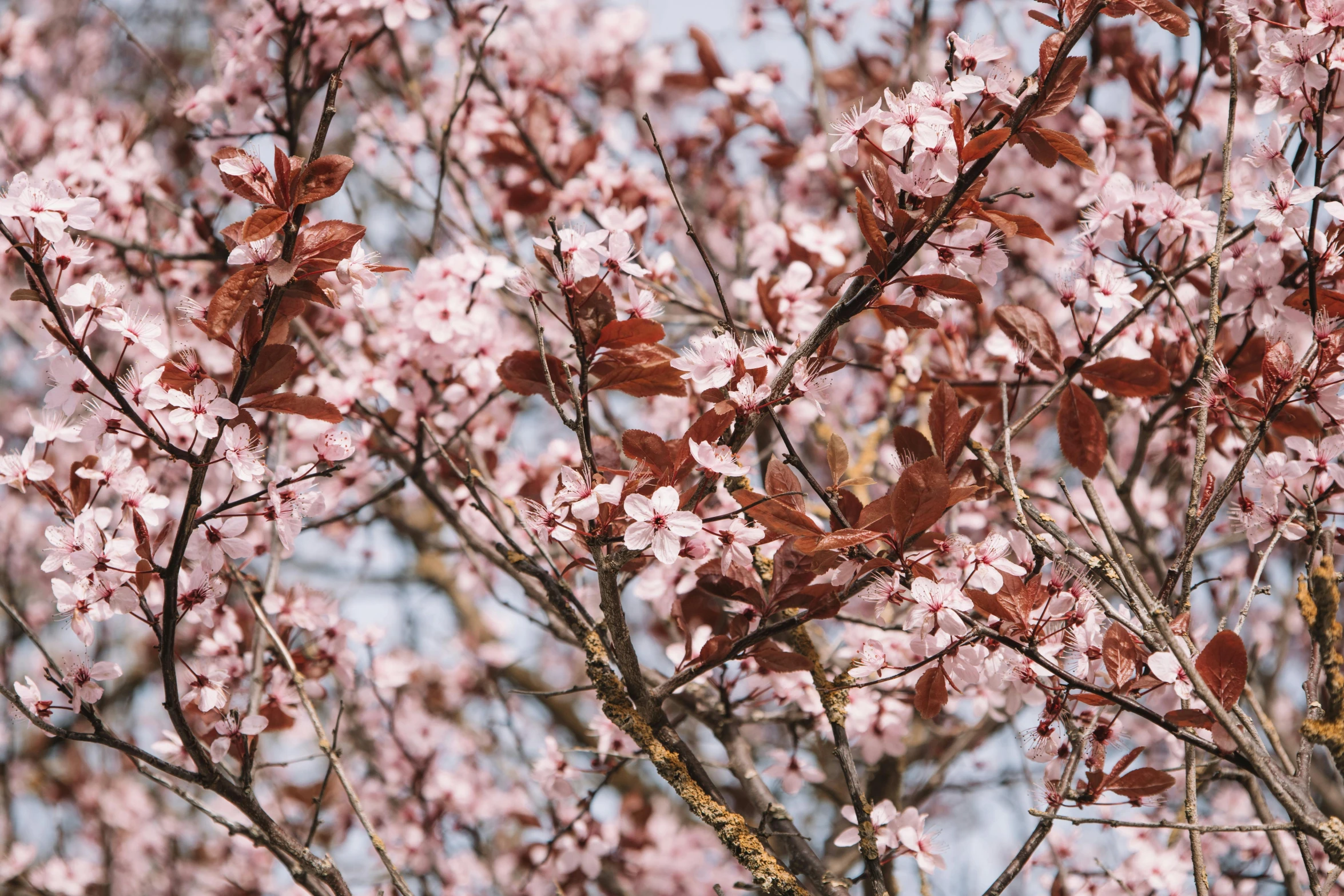 a large tree filled with pink flowers with leaves