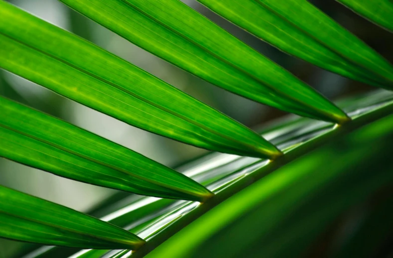 a close up image of a green plant