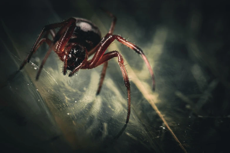 a close up of a spider on a wall