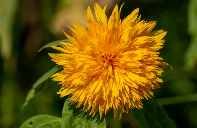 a yellow flower with green leaves around it