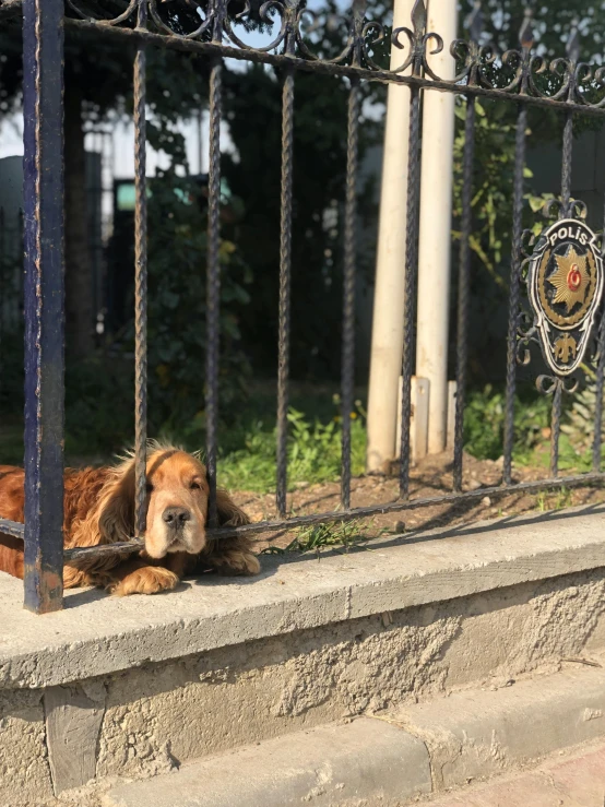 a dog lying down in the street by a fence