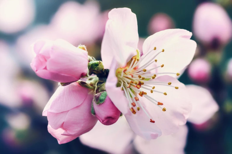 pink flower in focus with other pink flowers behind it