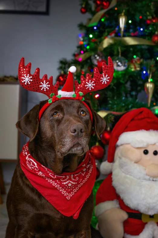 the dog is in a santa hat and scarf