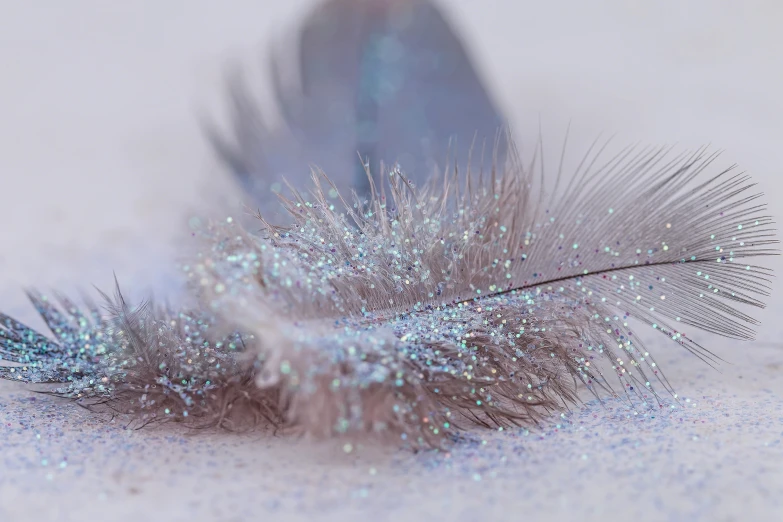 an image of a feather with snow flakes