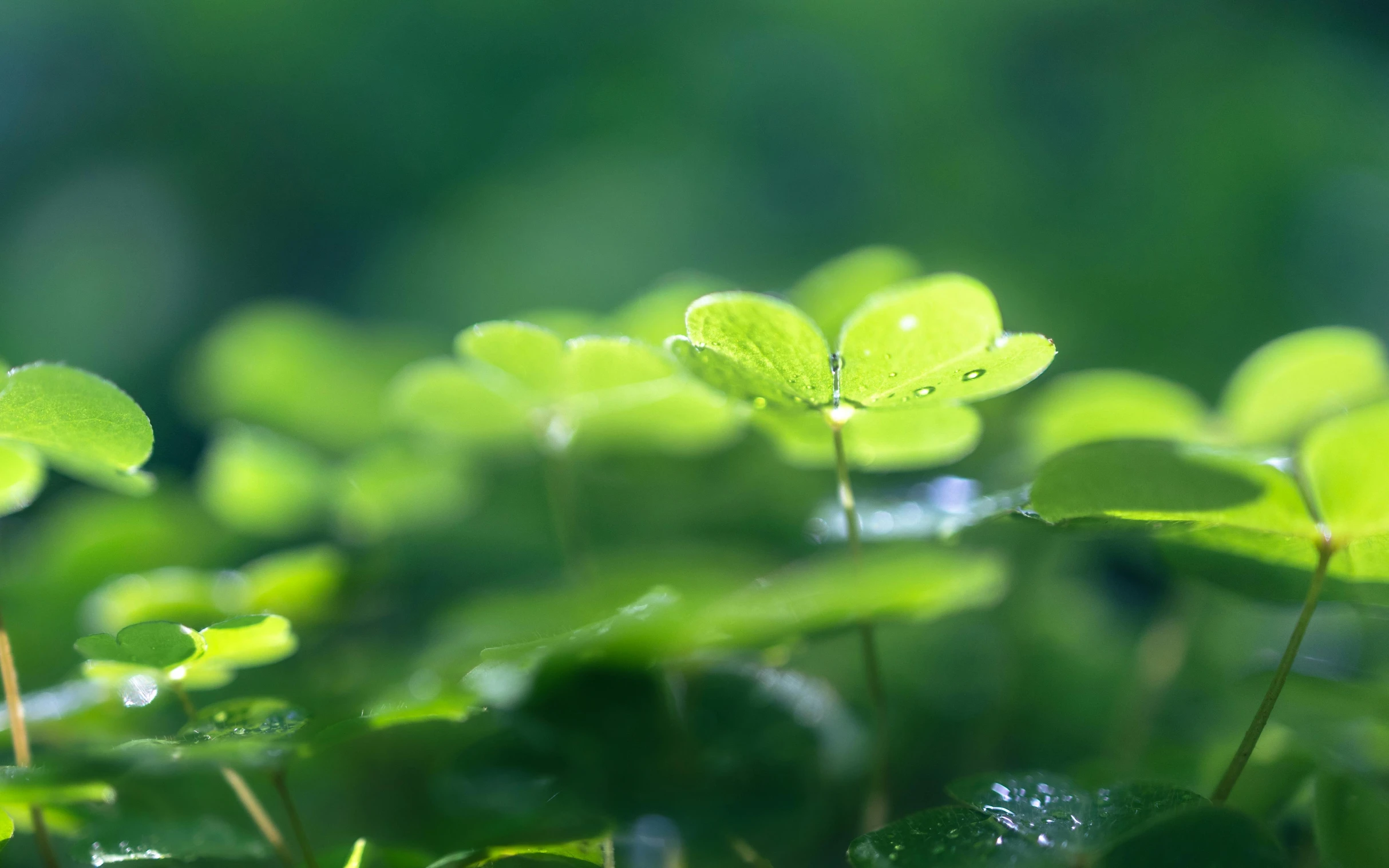 the leaves of clovers are growing in the grass