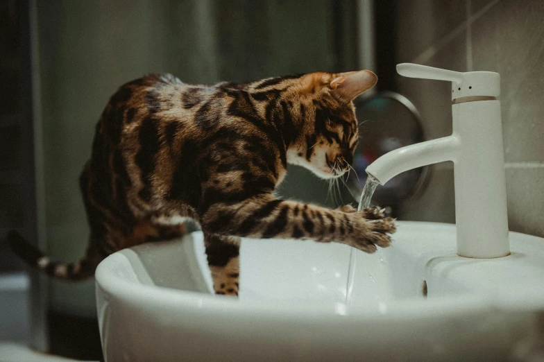 a tiger cat playing with the faucet running in to sink