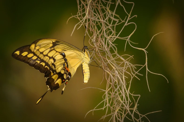 the large erfly is on the nch in the forest