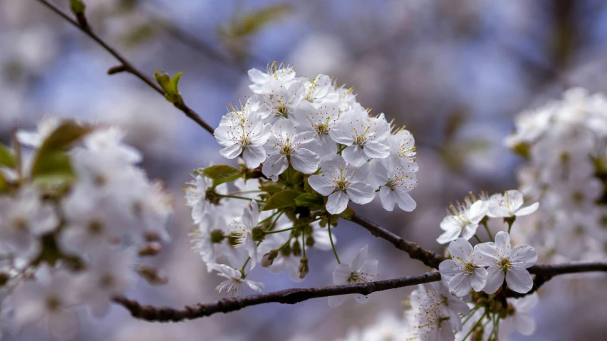 a nch of blossoming cherry blossoms with green buds