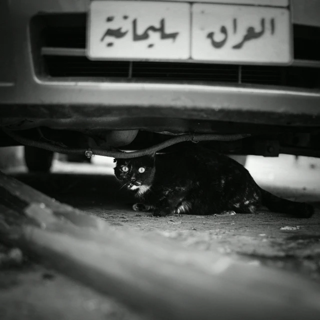 there is a black cat that is underneath a car