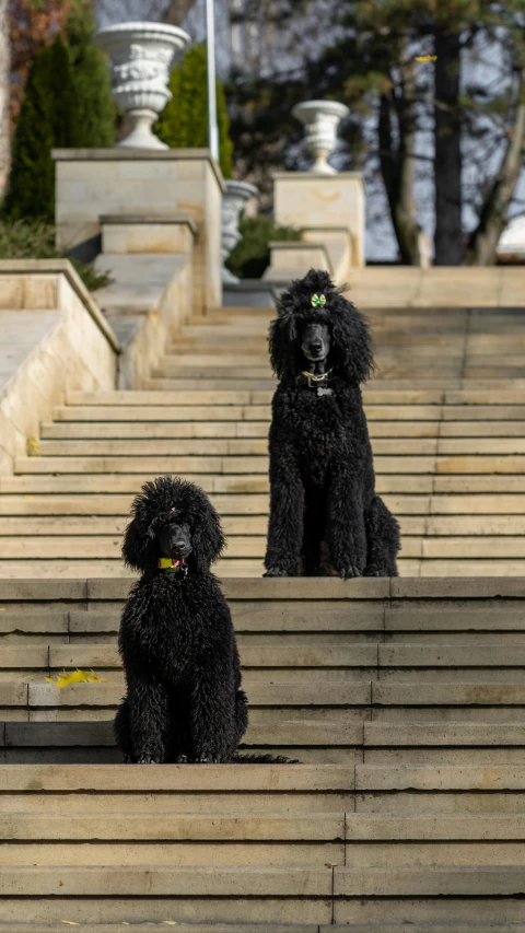 two black dogs sitting on some steps