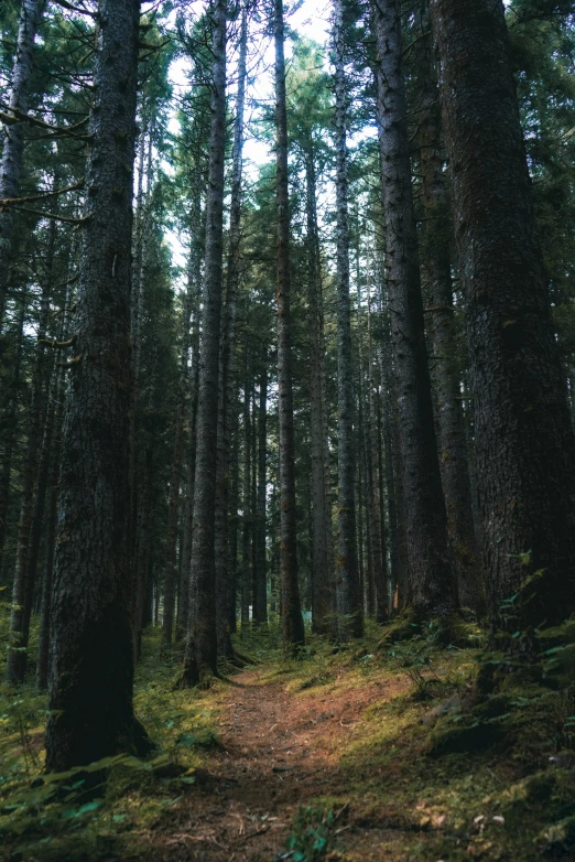 a path in the middle of a forest with trees around it