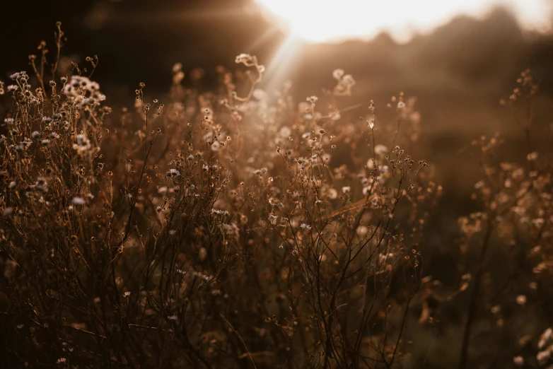 a field filled with lots of plants and tall grass