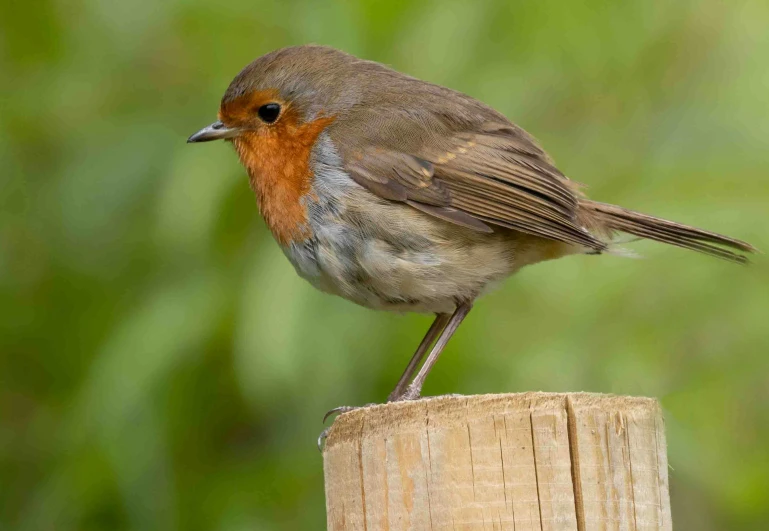 a bird standing on a post outside