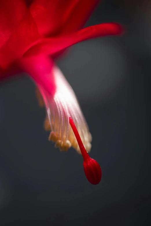 a close up view of the stamen on a red flower