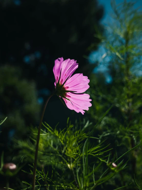 a very large purple flower with a lot of green leaves