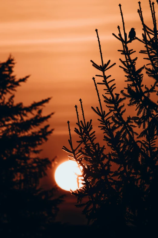 a tree silhouetted against the sunset with a bird sitting on the top