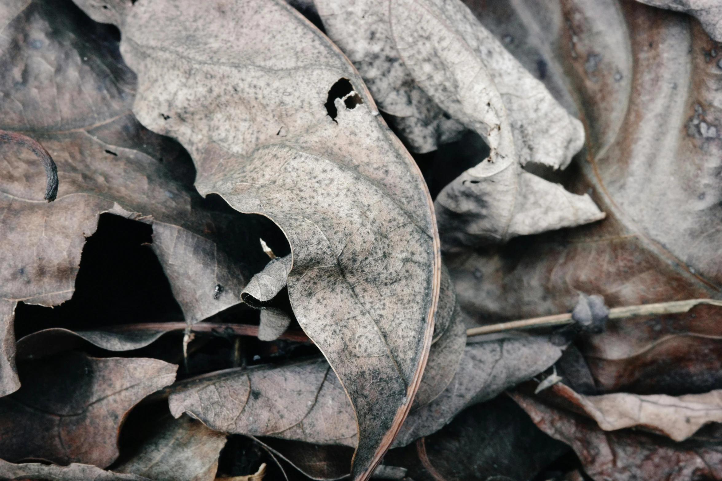 the dry leaves have black spots on them