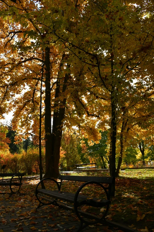 a row of benches sitting under trees in a park