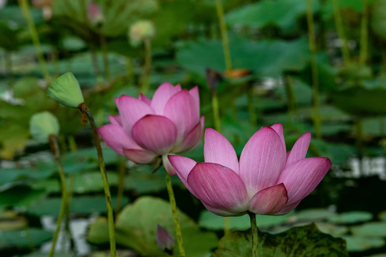 two pink flowers blooming in a pond surrounded by lily pads