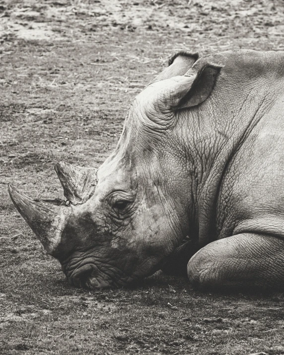 a black and white image of a rhino in the mud