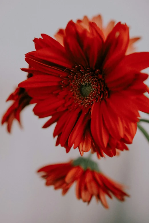 an image of red flowers with a white background