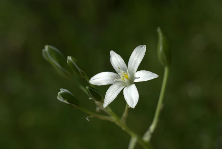 a small white flower with green stem in background