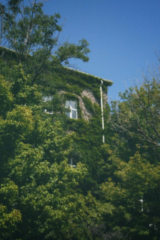 this house is covered in plants and leaves