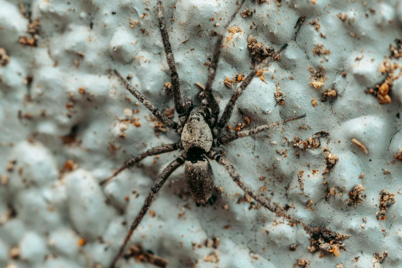 a close up of a spider on the sand