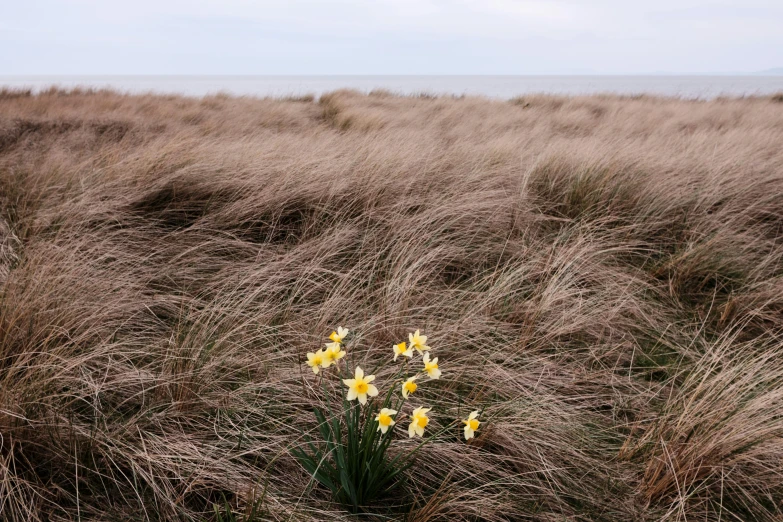 some flowers are sitting out in the tall grass